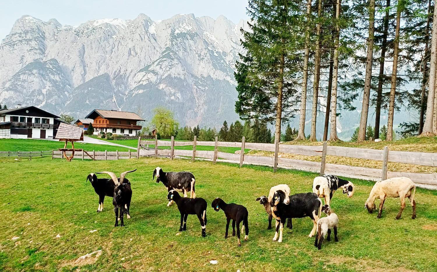 Mountain Residence Riesgut 베르펜 외부 사진